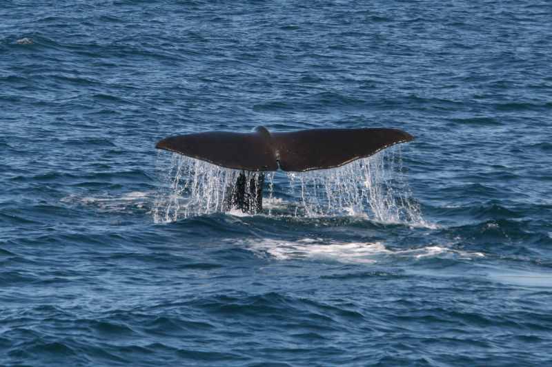 Nieuw-Zeeland 2011 - 1211